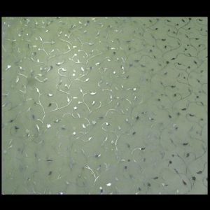 light green tintied voile with elegant metalic silver floral pattern